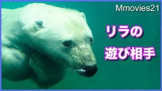 リラの遊び相手はアザラシ　ララは先読みして逃げる　Polar Bear looks for seals