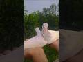 বাসার ছোটো সদস্যরাও জোড়া নিয়ে নিল। #pigeonbaby #pigeonlover #shorts