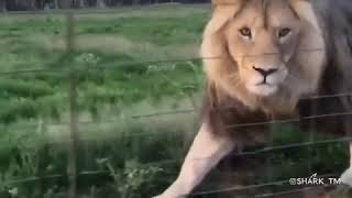 Взгляд   это и есть характер 🦁