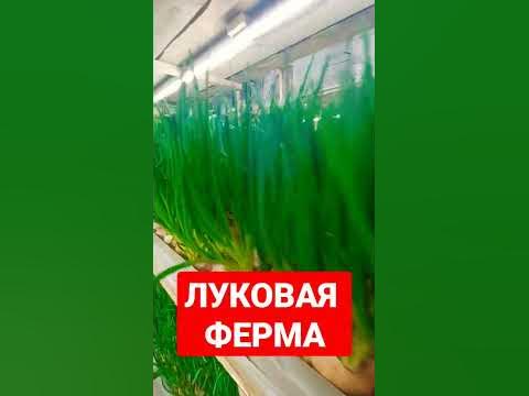 Луковая ферма - YouTube