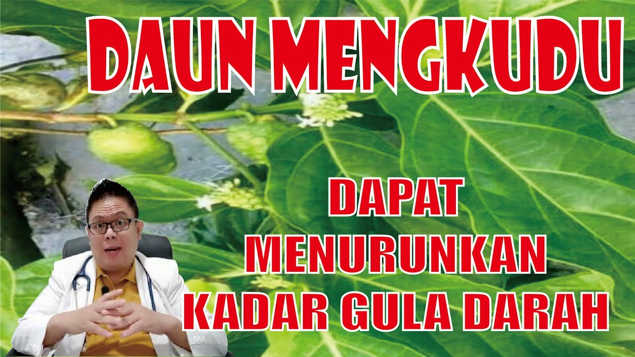 MANFAAT DAUN MENGKUDU DALAM MENURUNKAN KADAR GULA DARA DAN CARA MENGOLAHNYA