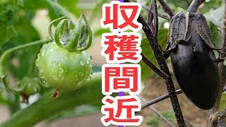 【家庭菜園】ナス、トマト収穫まで後少し～トマトの摘心～#4