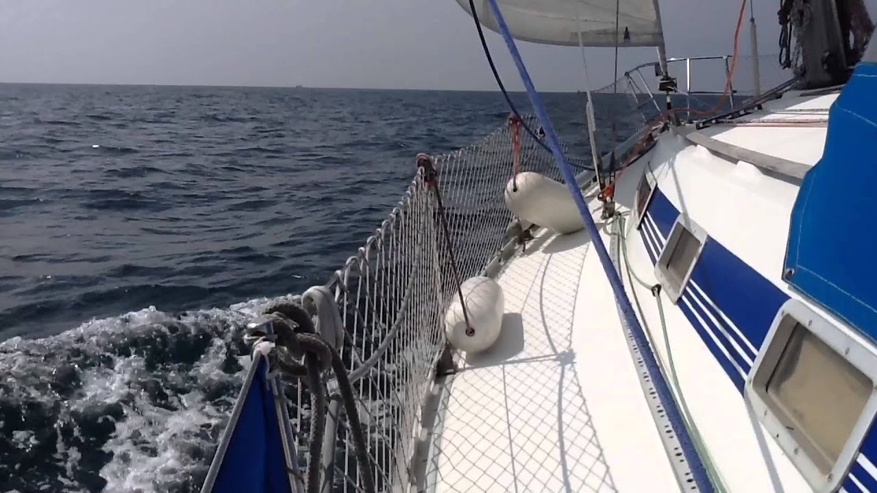 Y'a D dauphins Août 2014