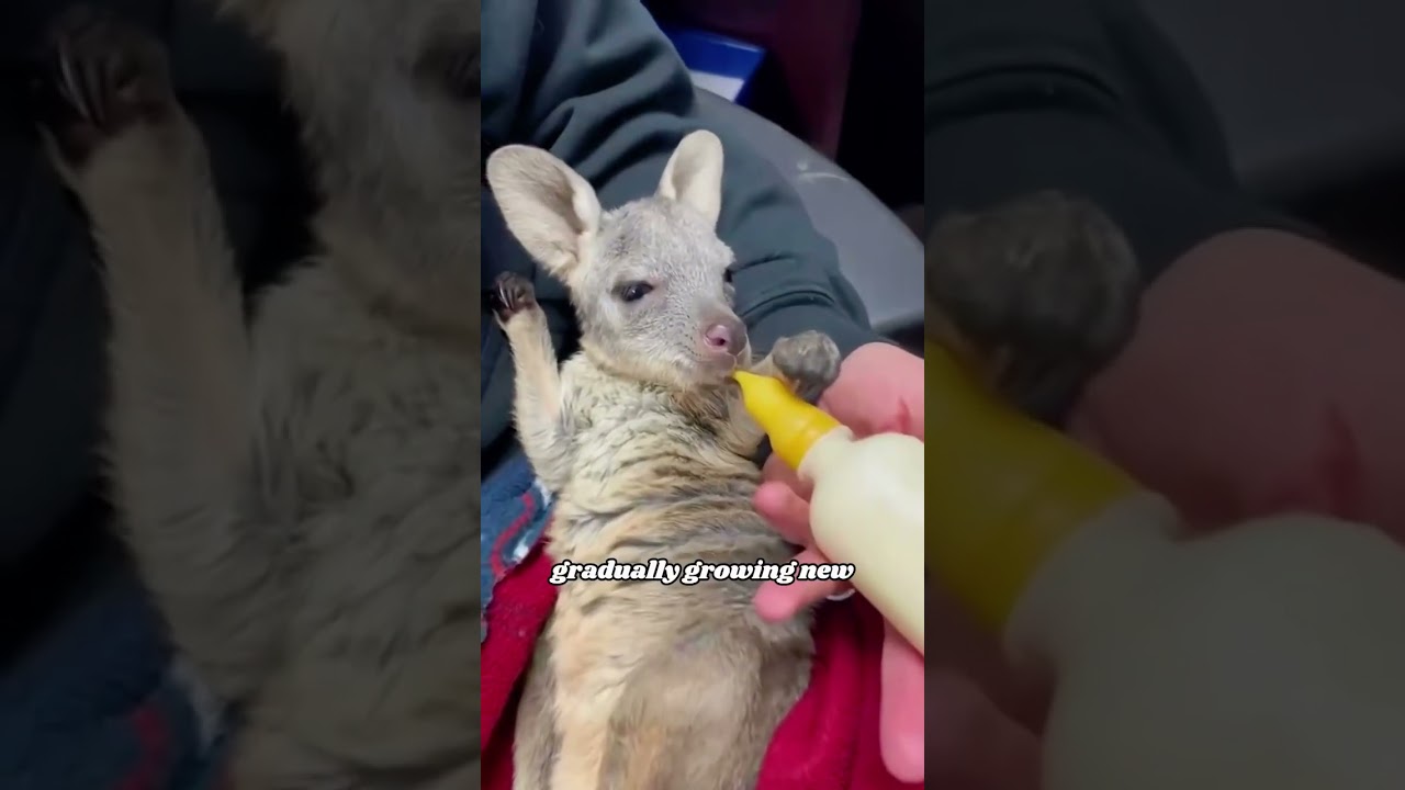 Kangaroo raid on the doorstep 