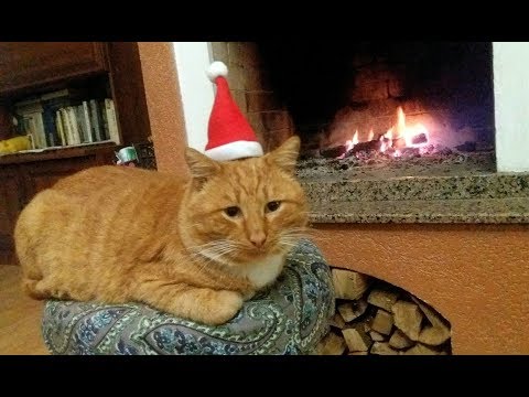 Как кот помог вывести мужа на чистую воду!