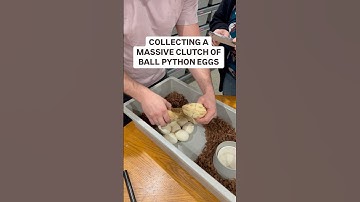 Collecting a MASSIVE Clutch of Ball Python Eggs