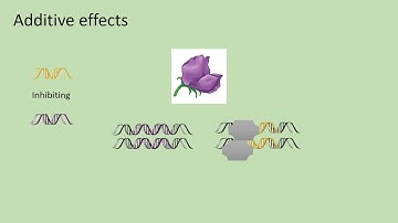 Quantitative genetics 4 - Additive and non additive effects