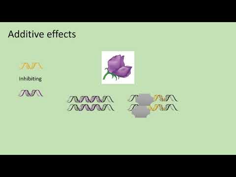 Vidéo: Différence Entre L'action Génique Additive Et Non Additive