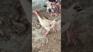 The snake crawled into the chicken farm. #cooking #automobile #farming #chicken