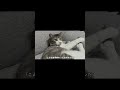ぎんくんとなこさんの日常【保護猫】