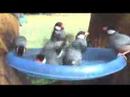 OMG ~ Hawaii Wild Java Finch Bird Bath !!