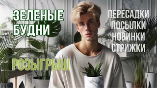 💁МОИ РАСТЕНИЯ: РОЗЫГРЫШ !🪴/ ПОДАРКИ ОТ ЗРИТЕЛЯ / ПЕРЕСАДКА АЛОКАЗИЙ / СТРИЖКА СОБАК🐩/ НОВЫЕ ЦВЕТЫ🌿