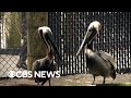 Florida&#39;s growing seabird population impacts local wildlife and a rescue org tries to help