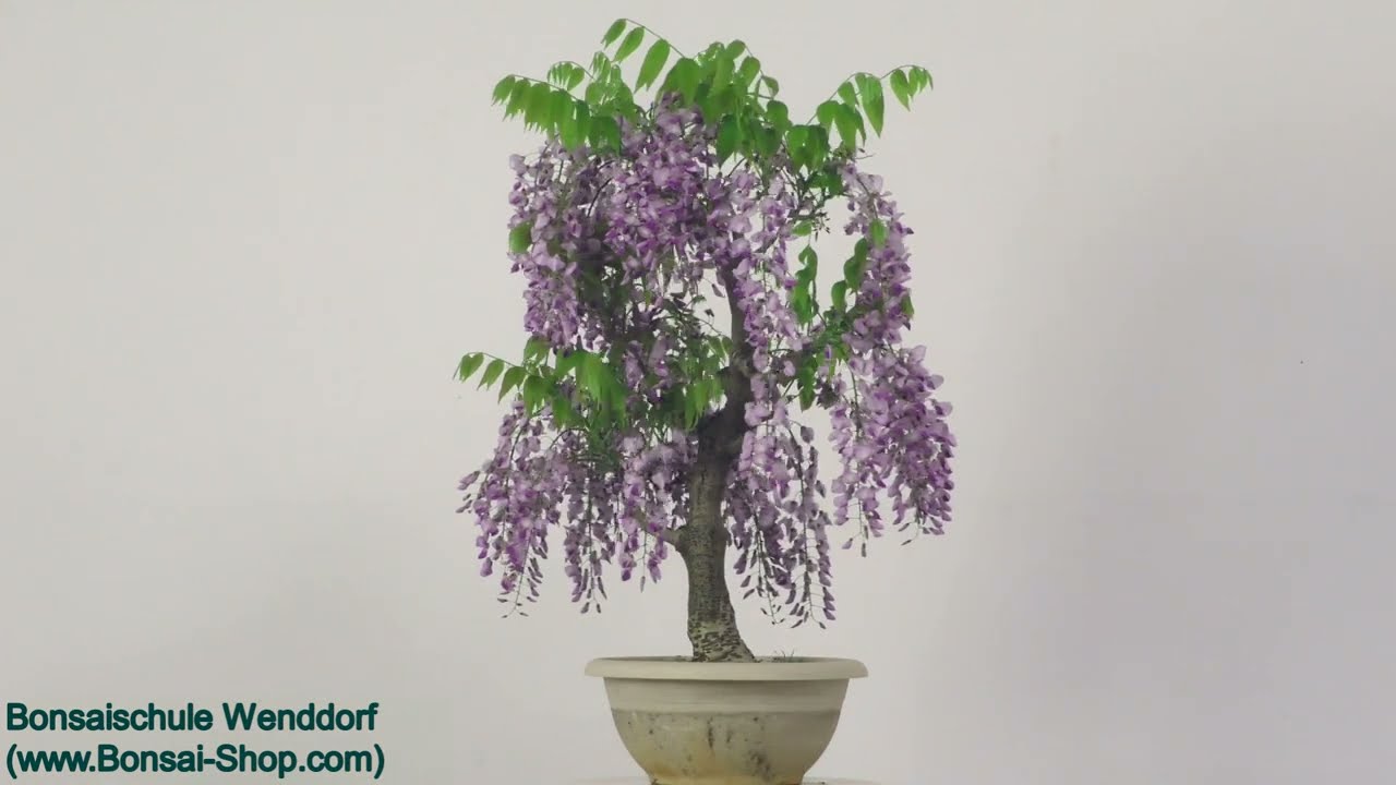 bonsai samurai Samurai Bonsai Rock Pot #63 – Artisan's Bonsai main image 0