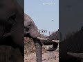 *"हाथी के बारे में amazing facts 😱#foryou #elephant #amazingfacts #subscribe #viral