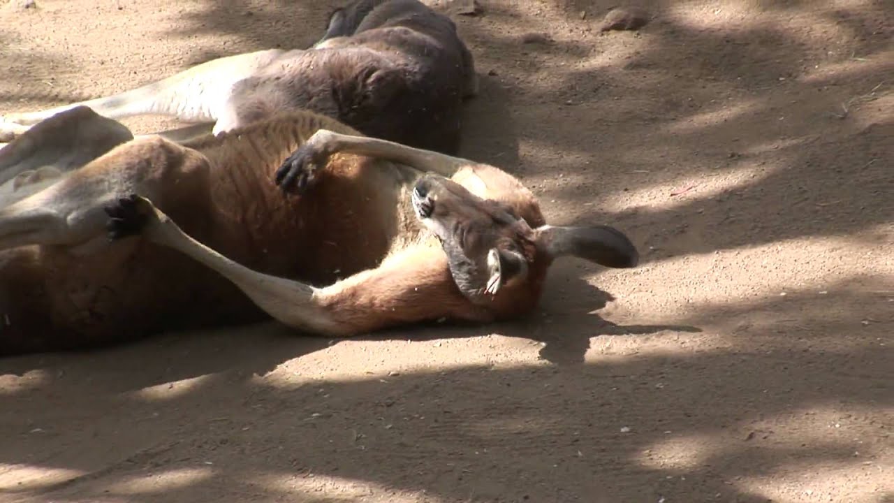 Kangaroo Lying On Back_Zoo free video clips background