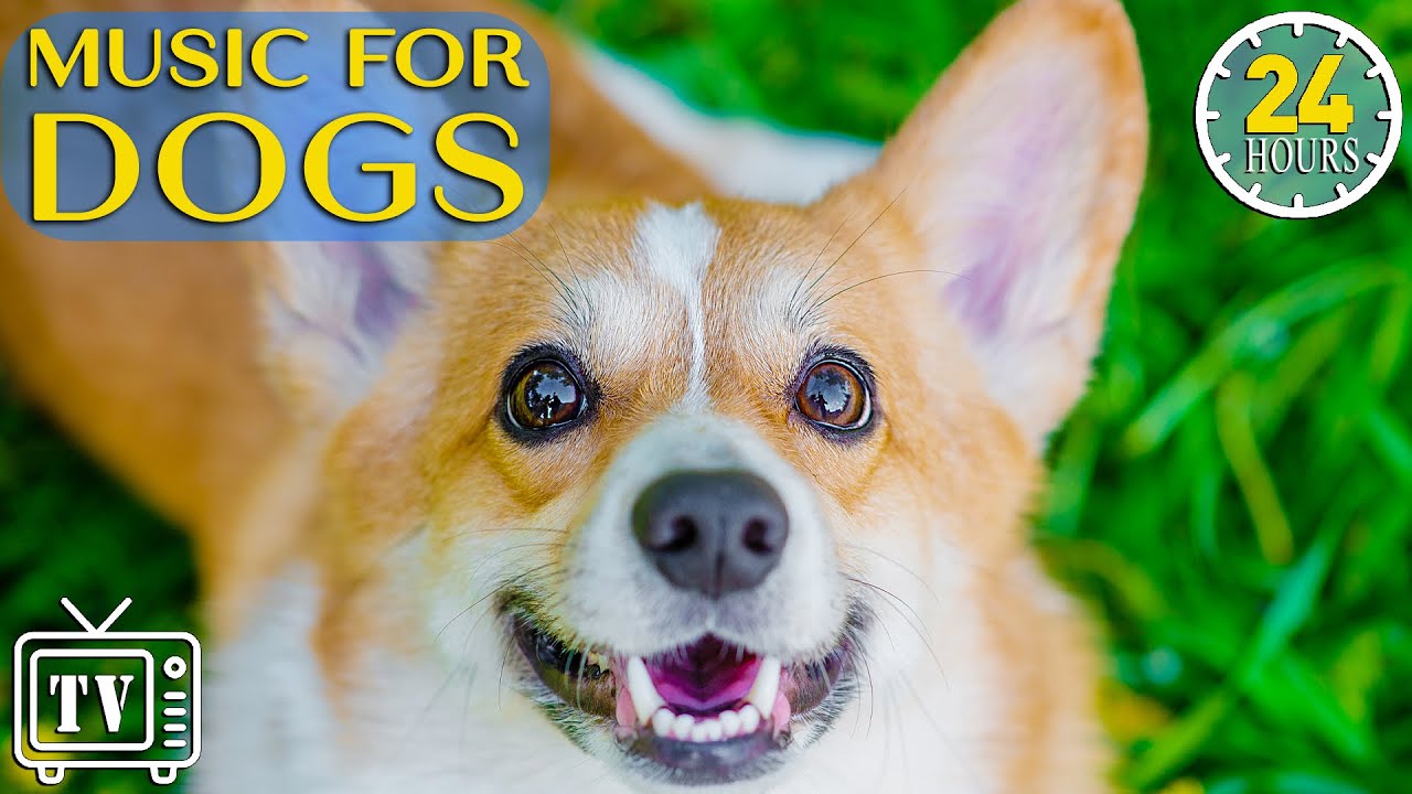24 HOURS of Relaxing Dog Music To Calm Anxiety Boredom Busting Videos