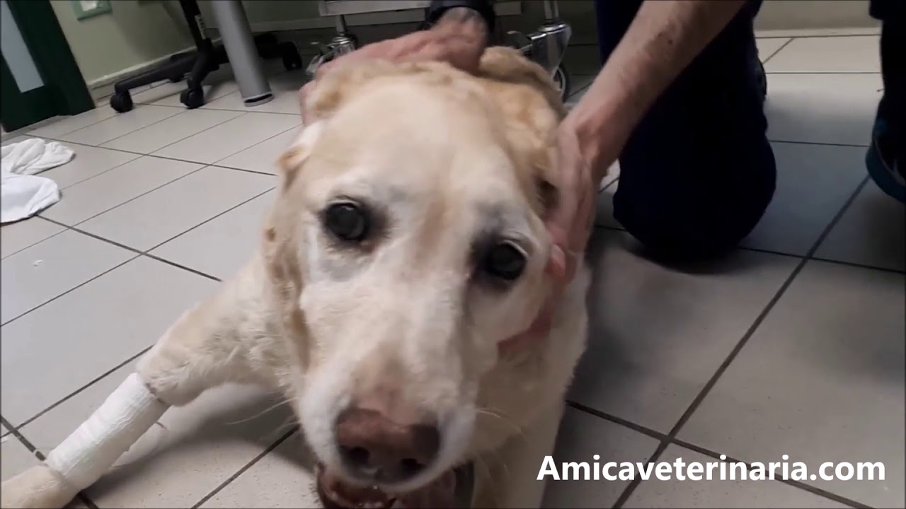 Sindrome vestibolare nel cane YouTube