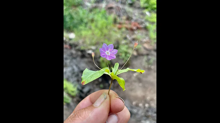 S. Mandelker PhD: God the Father, Self the Logos
