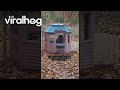 Great Pyrenees Takes Shelter In Playhouse During Rain || ViralHog Shorts