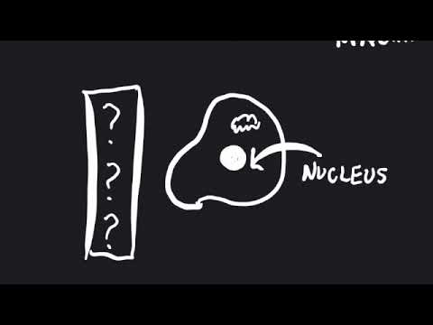 Why are we different from bacteria?