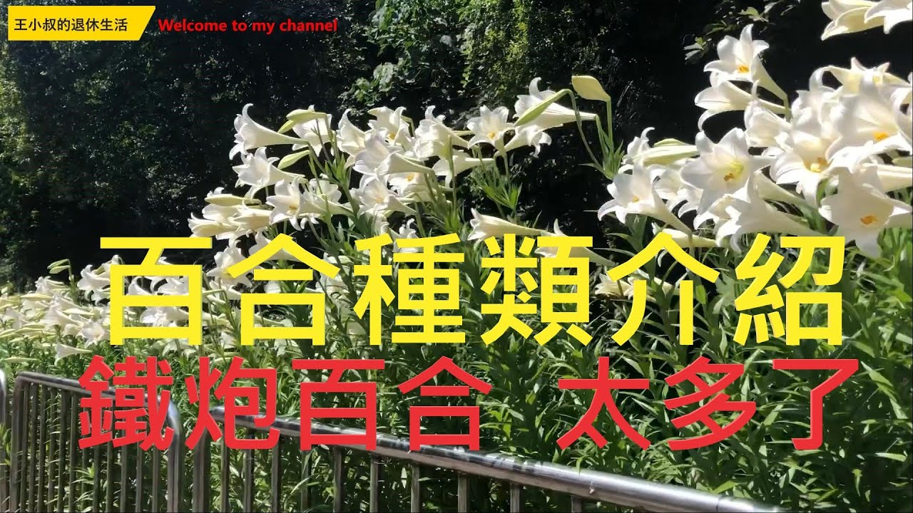 鐵炮百合 趕快去看以免錯過花期 台灣百合種類介紹 Youtube