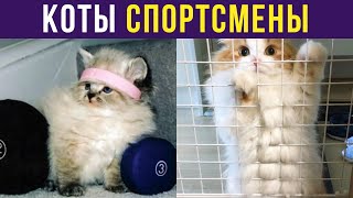 Приколы с котами. КОТЫ-СПОРТСМЕНЫ | Мемозг #304