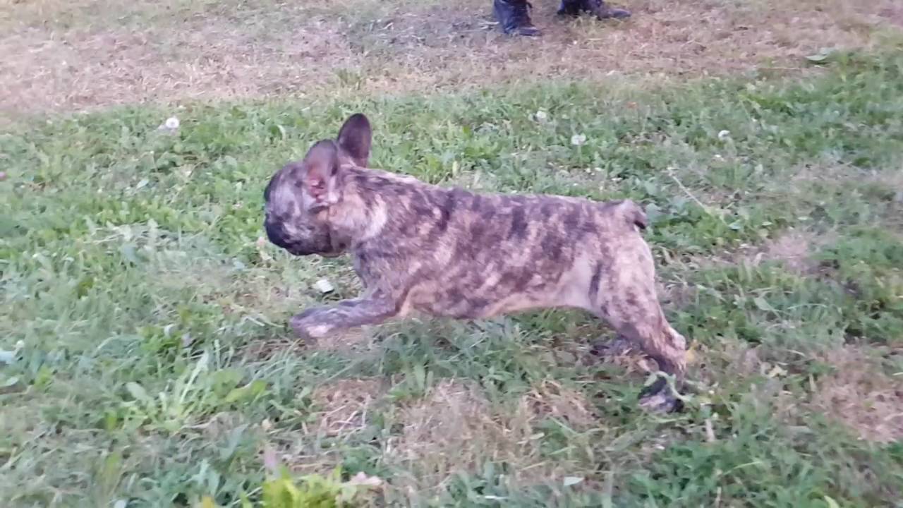 reverse brindle bulldog