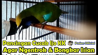 PANCINGAN CUCAK IJO KEPALA KUNING AGAR NGETROK DAN FUL BONGKAR ISIAN - PERAWATAN CUCAK IJO KK