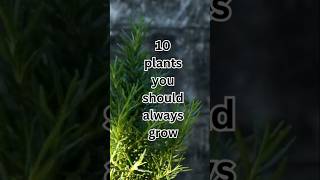 10 Plants You Should Always Grow #inspiration #shorts #plants