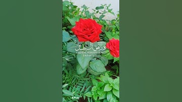 #تيك توك #حالات_واتس #اكسبلور #ستوري #دينية #قرآن الكريم..❤️❤️
