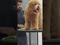 #grooming#hyderabadpets #puppy#poodlegrooming#petgrooming#cutedog#petlover#animals#doglife#petshub
