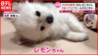 【かまって！アピール】パパの顔に乗る犬＆仲良し兄弟の猫『ノゾいてみよう！投稿ボックス』