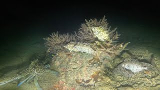 Spearfishing sa madaling araw, grabi ang lamig! Kahit papano save na tayu sa pang ulam