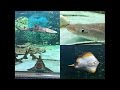 【全種】 サメ・エイ ＠姫路市立水族館 の動画、YouTube動画。