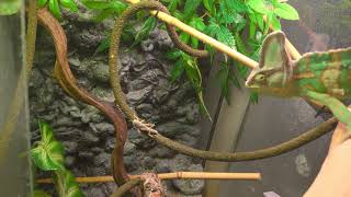 Kameleon Jemenski Vs Świerszcz