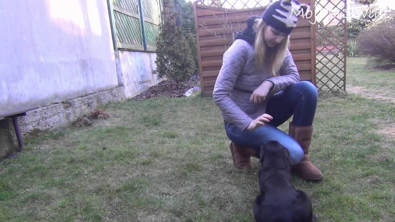 Jak nauczyć psa komendy stój / zostań? Tutorial