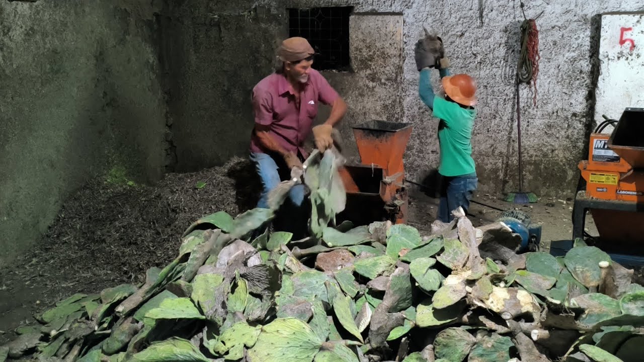 8 HORAS DA NOITE E HERMANO MOENDO PALMA PRA 75 CABEÇA DE GADO MAIS VINÍCIUS NA FAZENDA SEGURO !!!!! 