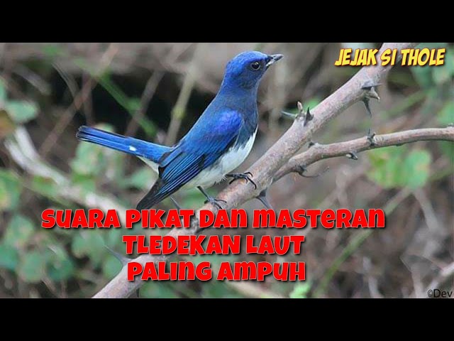 suara  tledekan laut ribut cocok untuk pikat jamin ampuh tanpa iklan jejak si thole #part  044 class=