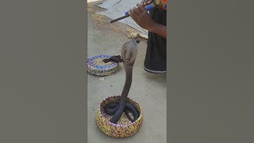 the snake charmer