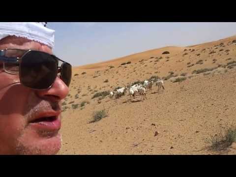 Arabian Oryx at Dubai Desert Conservation Reserve المها العربية في محمية دُبي الصحراوية