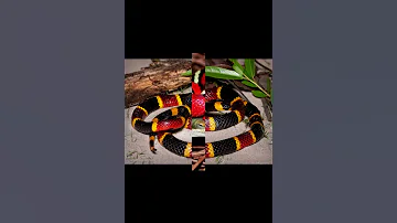 Коралловая змея