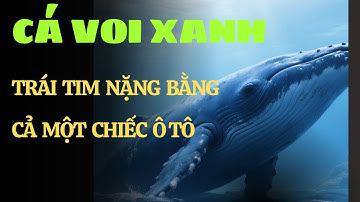 Cá voi xanh – Trái tim nặng bằng cả một chiếc ô tô