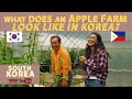 APPLE FARM 🇰🇷🇵🇭 OF MY KOREAN IN-LAWS MAPAPAWOW KA SA LAWAK!!!