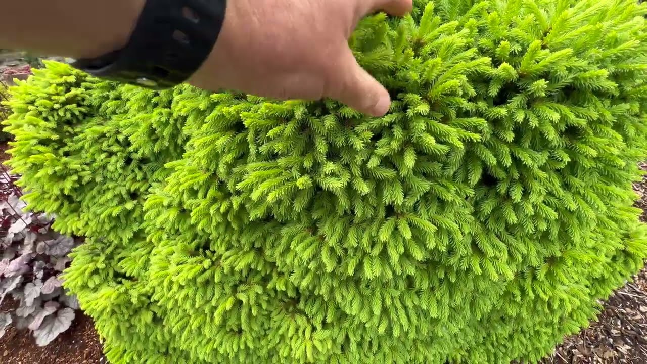 Late May Garden Tour | Jean Iseli Memorial Garden is Dialed In | Beautiful Display Gardens 