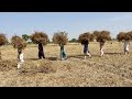 Gandum ki gahai  wheat harvesting 