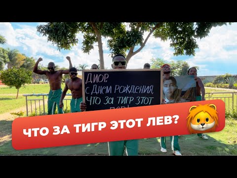 Что за тигр этот лев? 🦁