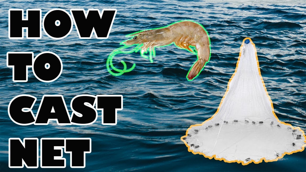 How to CAST NET! (BIG MULLET and PRAWNS!) YouTube