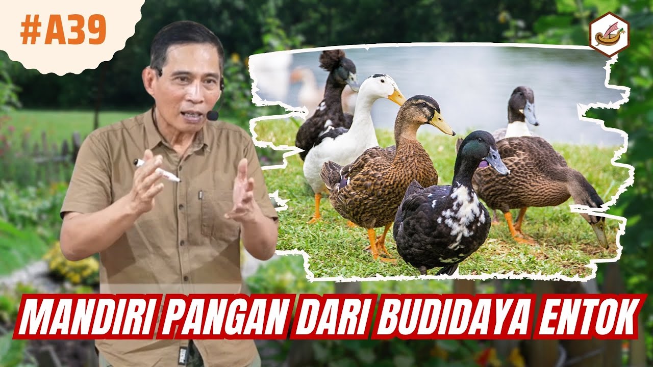 Swasembada Pangan Dari Budidaya Entok 