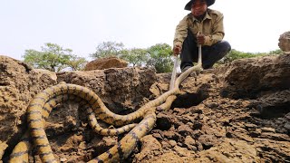 Amazing Creative Man Find Two Big Snakes from Underground Hole